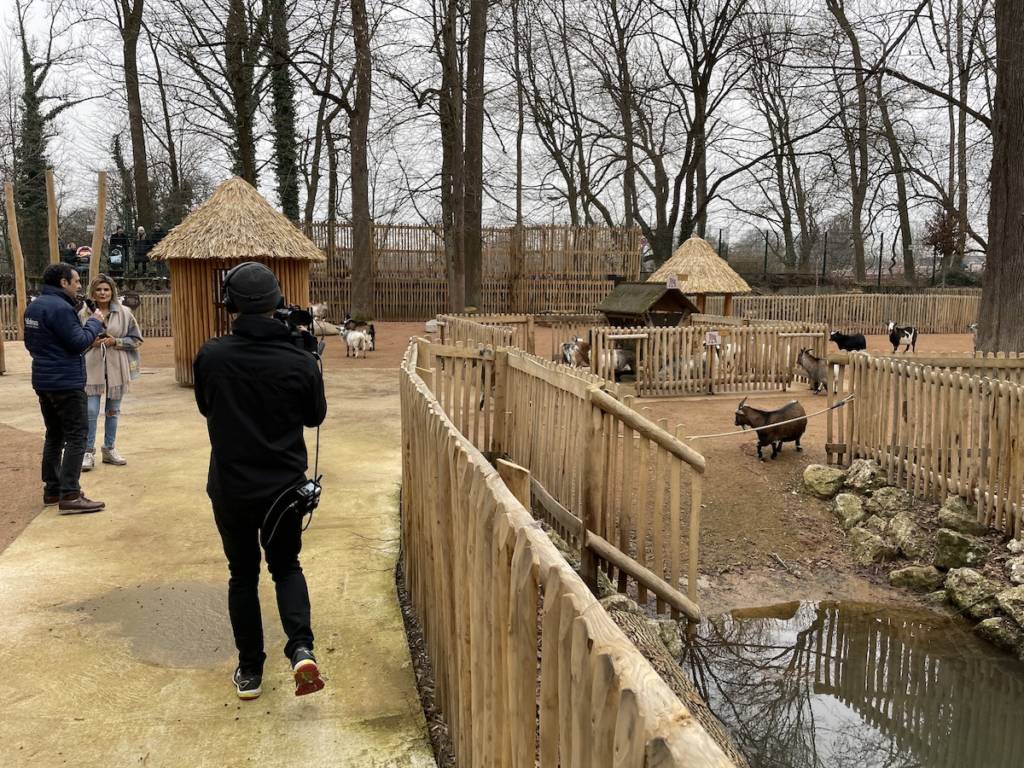 Livestream von den Ziegen im Tierpark Hellabrunn